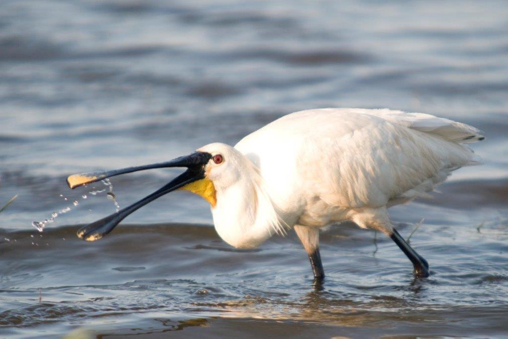 Igluhut De Keet, In Natuurgebied En Vlakbij Het Strand 卡兰茨奥赫 外观 照片